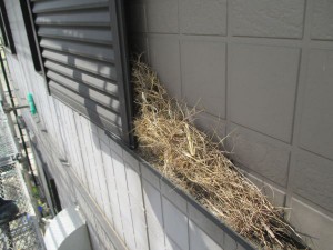 IMG_0684